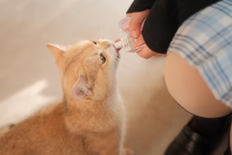 A cat gently pawing at a bottle of pet supplements on a cozy home background
