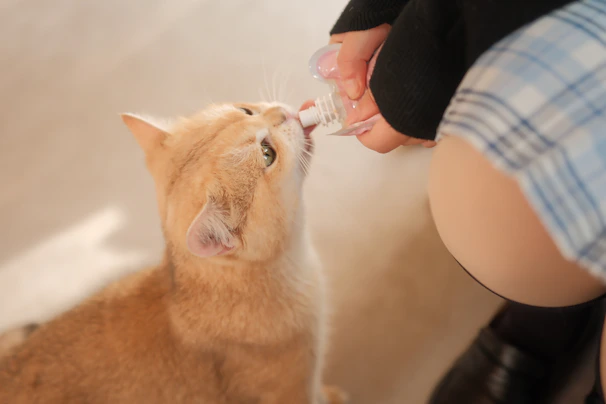 A volunteer gently feeding a rescued cat in a cozy shelter room.