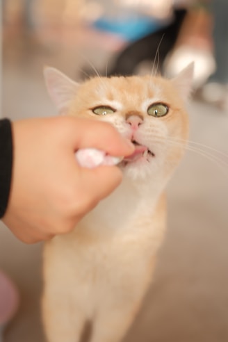 a person feeding a cat with a toothbrush
