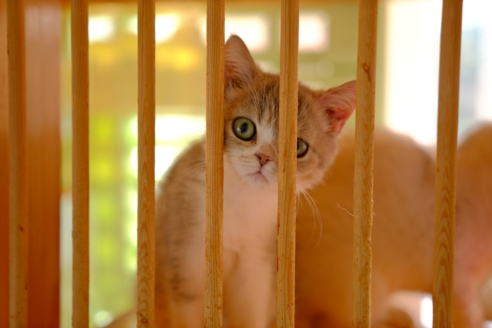 a cat sitting behind bars in a cage
