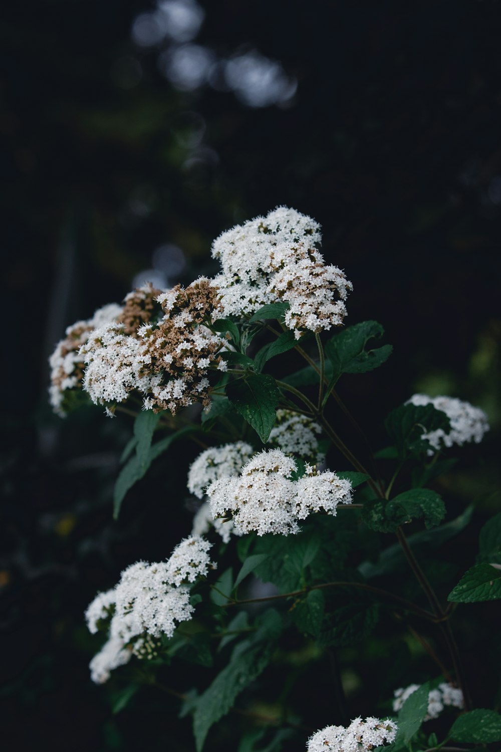 a bunch of white flowers with green leaves