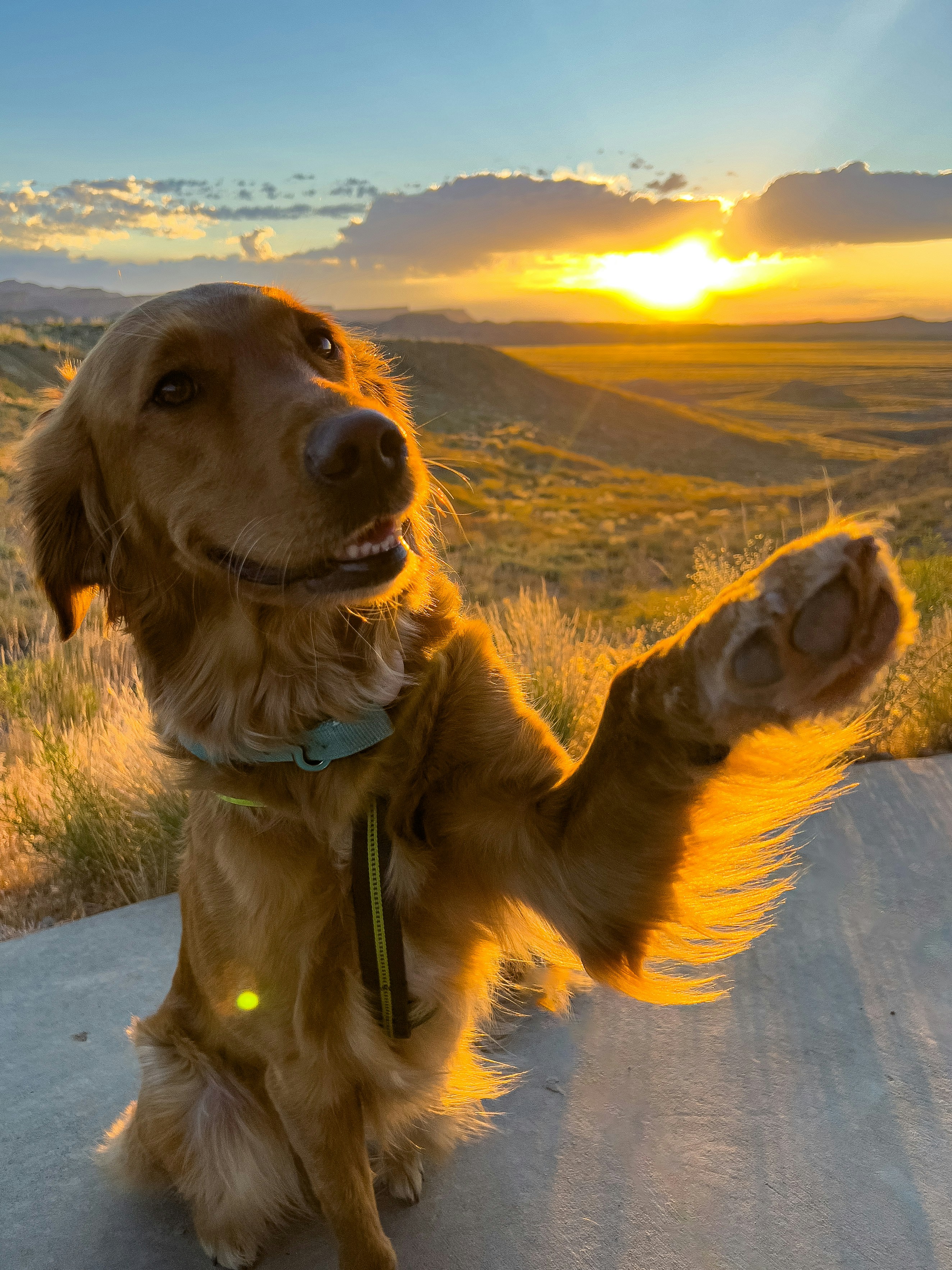 a brown dog sitting on top of a cement road