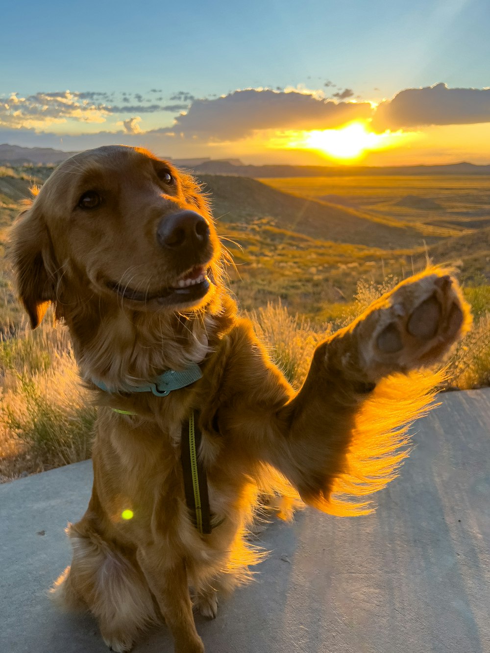 a brown dog sitting on top of a cement road