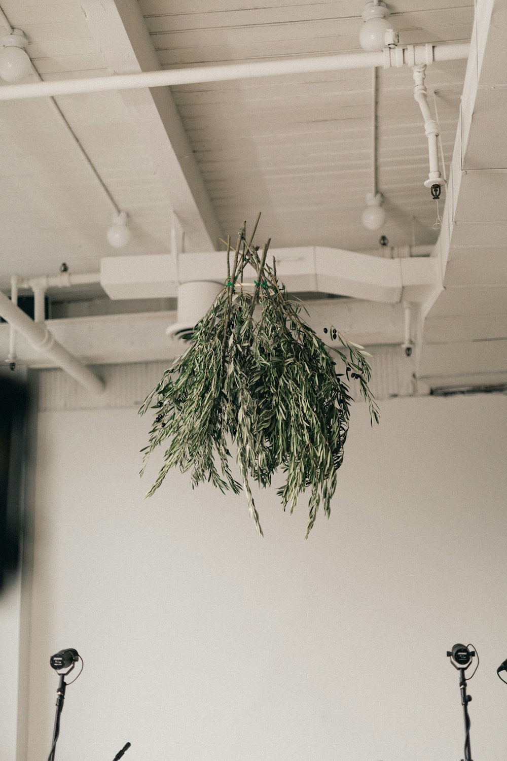 a plant hanging from the ceiling of a room