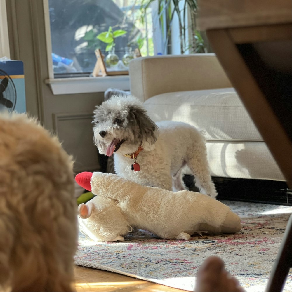 a dog standing on the floor with a stuffed animal