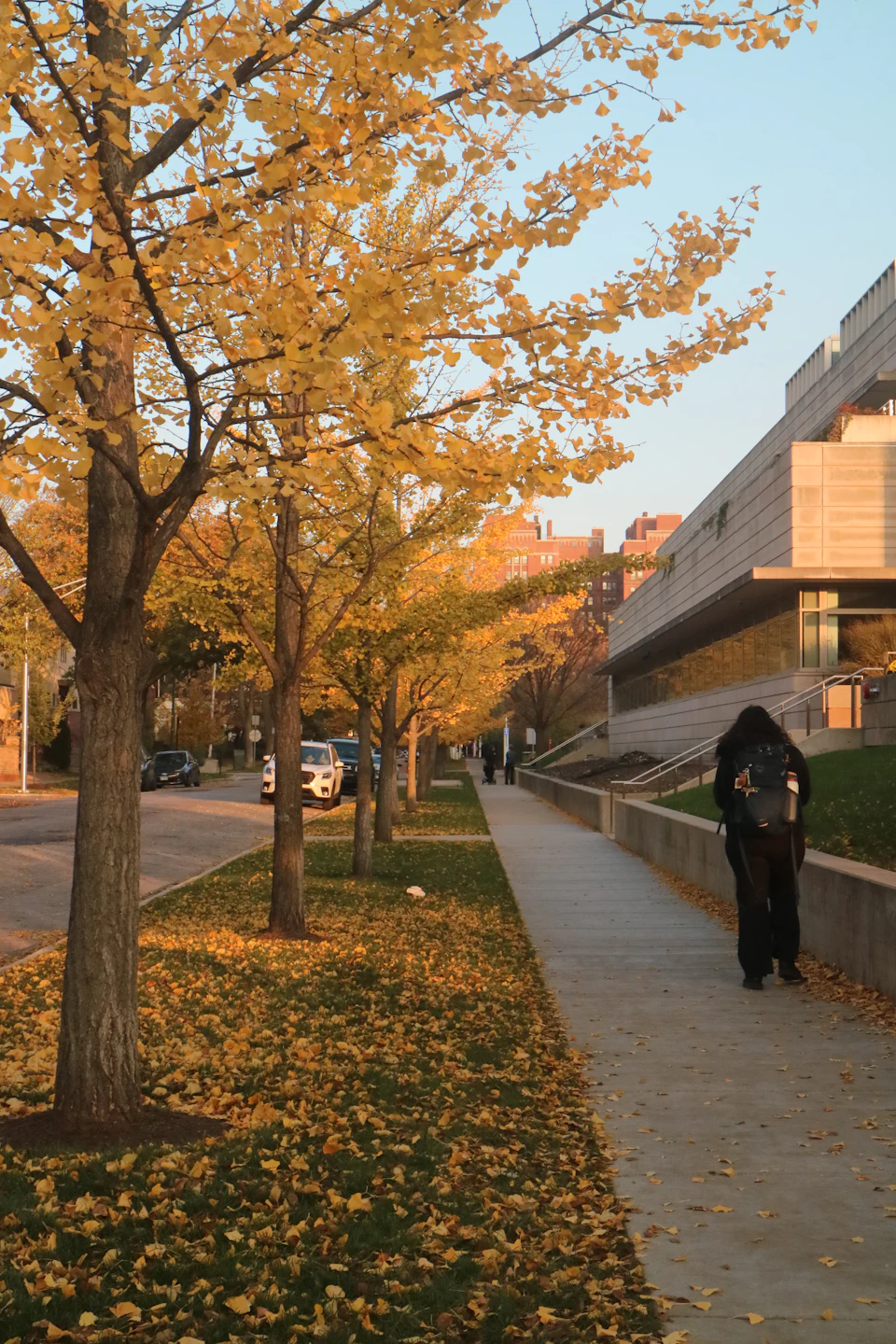 The image depicts a serene autumn scene on a city sidewalk. The sidewalk is lined with trees, their leaves displaying vibrant shades of yellow and orange, indicating that it's fall season. A person can be seen walking along the sidewalk in front of a modern building. Several cars are parked along the street, adding to the urban feel of the scene.