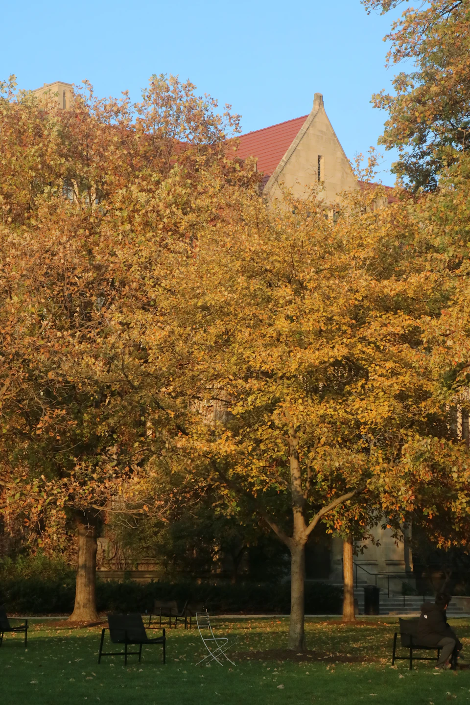 Serene autumn scene features a large tree with fallen leaves on grassy ground below