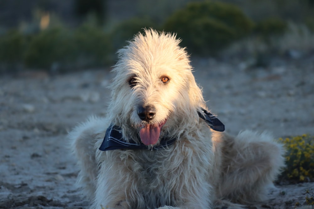 a shaggy white dog with a blue bow tie