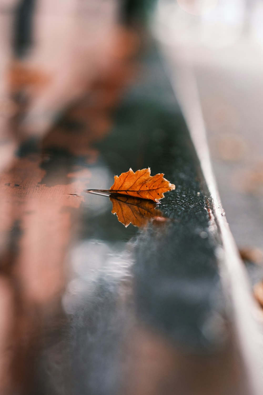 a single leaf is laying on the ground