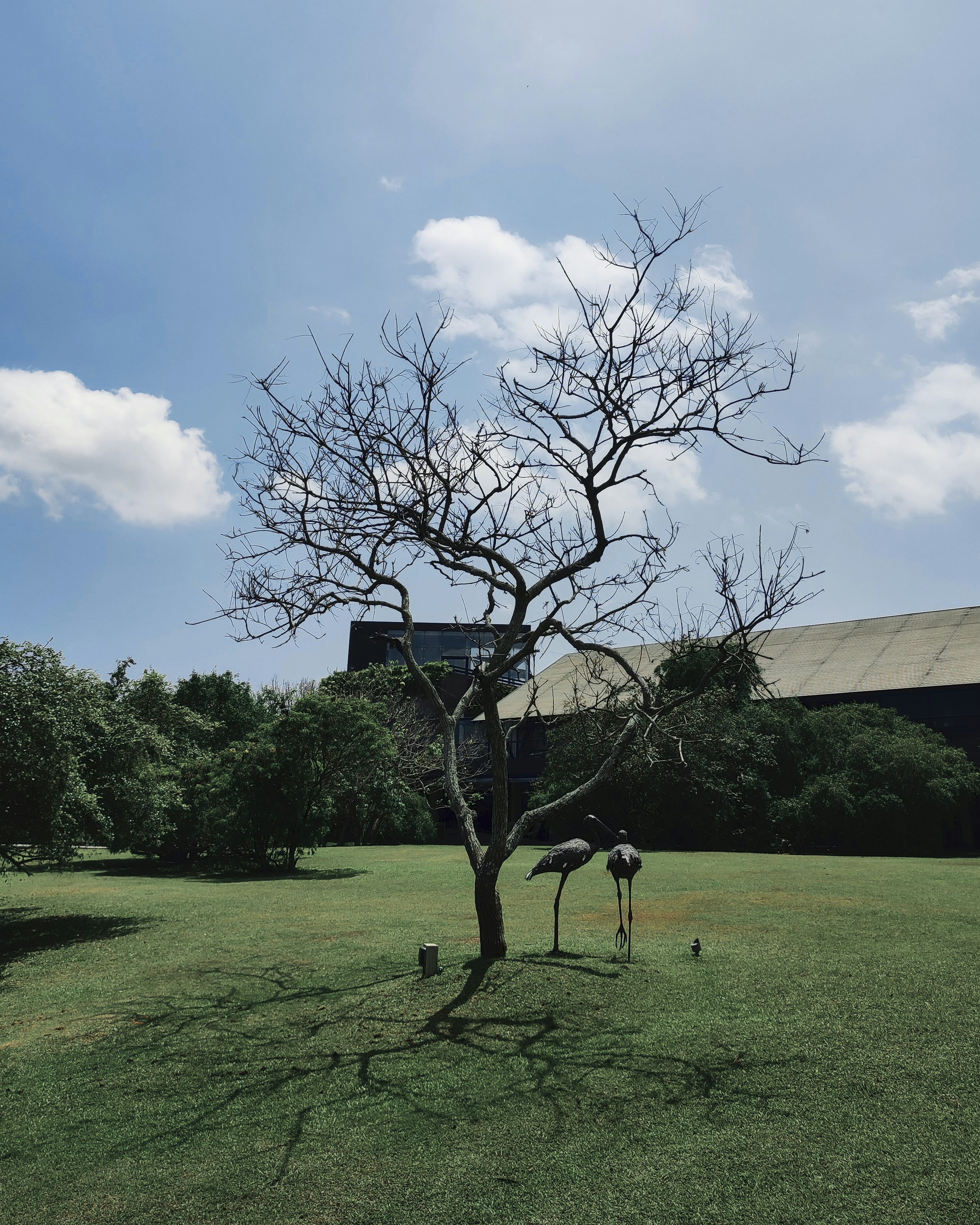 Two birds are standing in the grass near a tree photo Free Playing