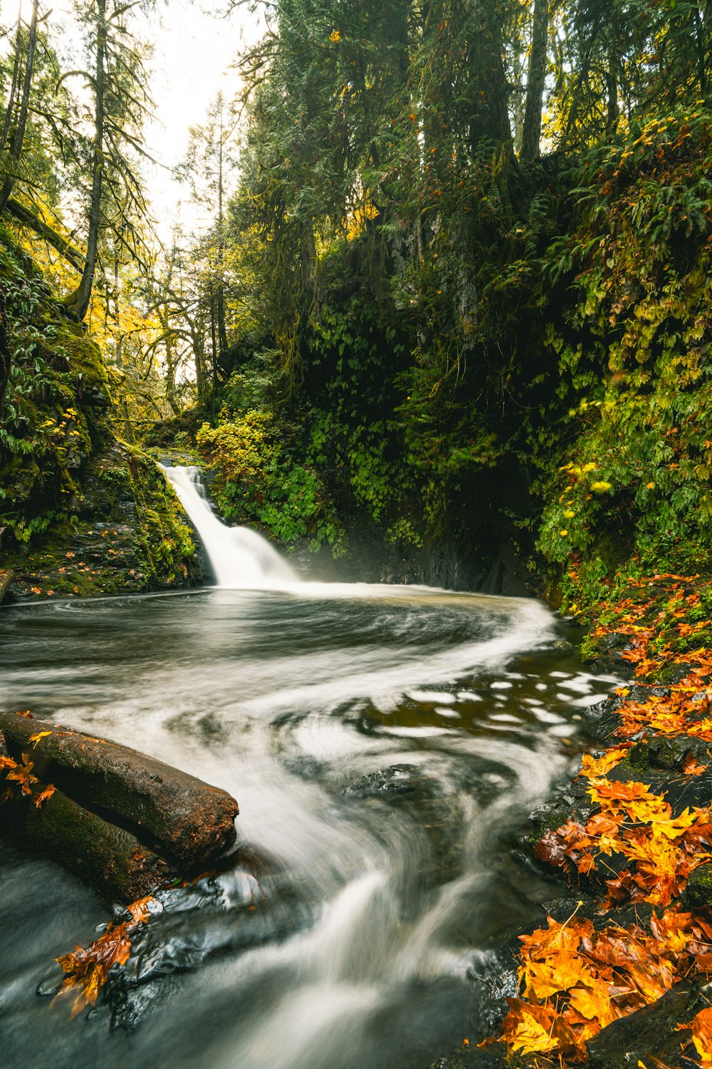 a river running through a lush green forest