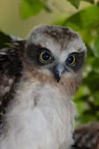 Close-up of the green owl mascot winking with a playful smile.