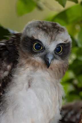 Close-up of the green owl mascot winking with a playful smile.