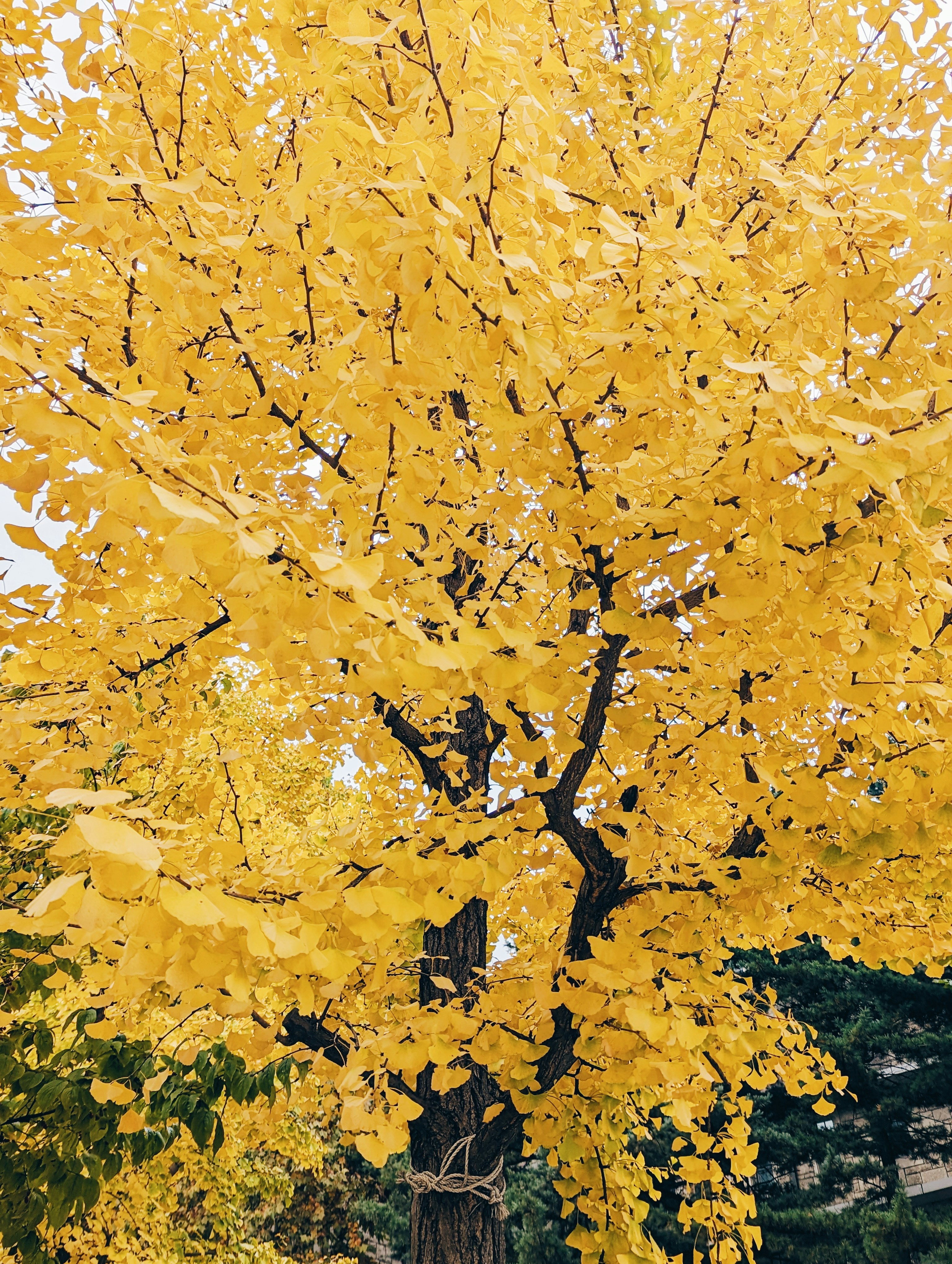 a tree with yellow leaves in a park