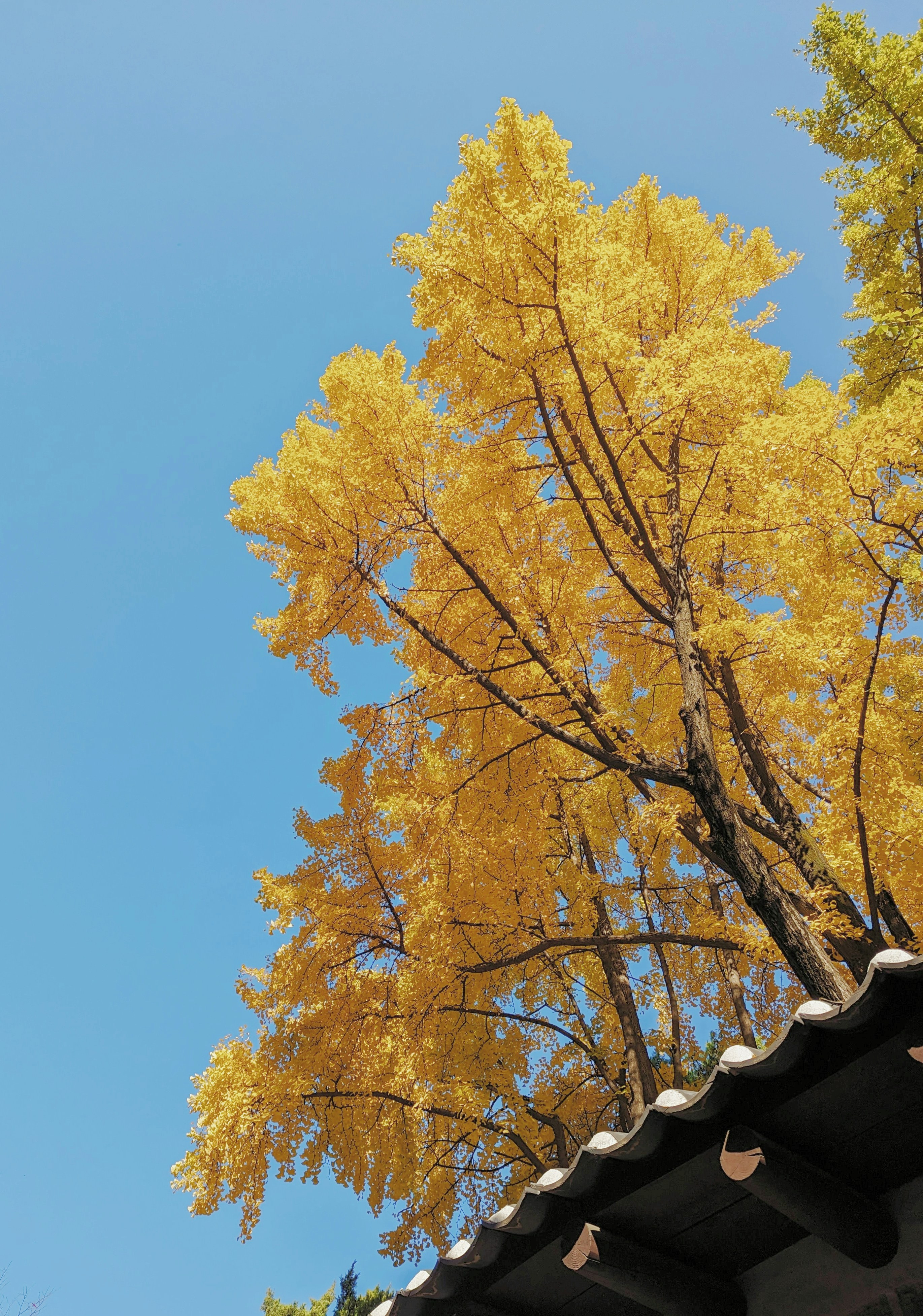 ein Baum mit gelben Blättern vor einem blauen Himmel
