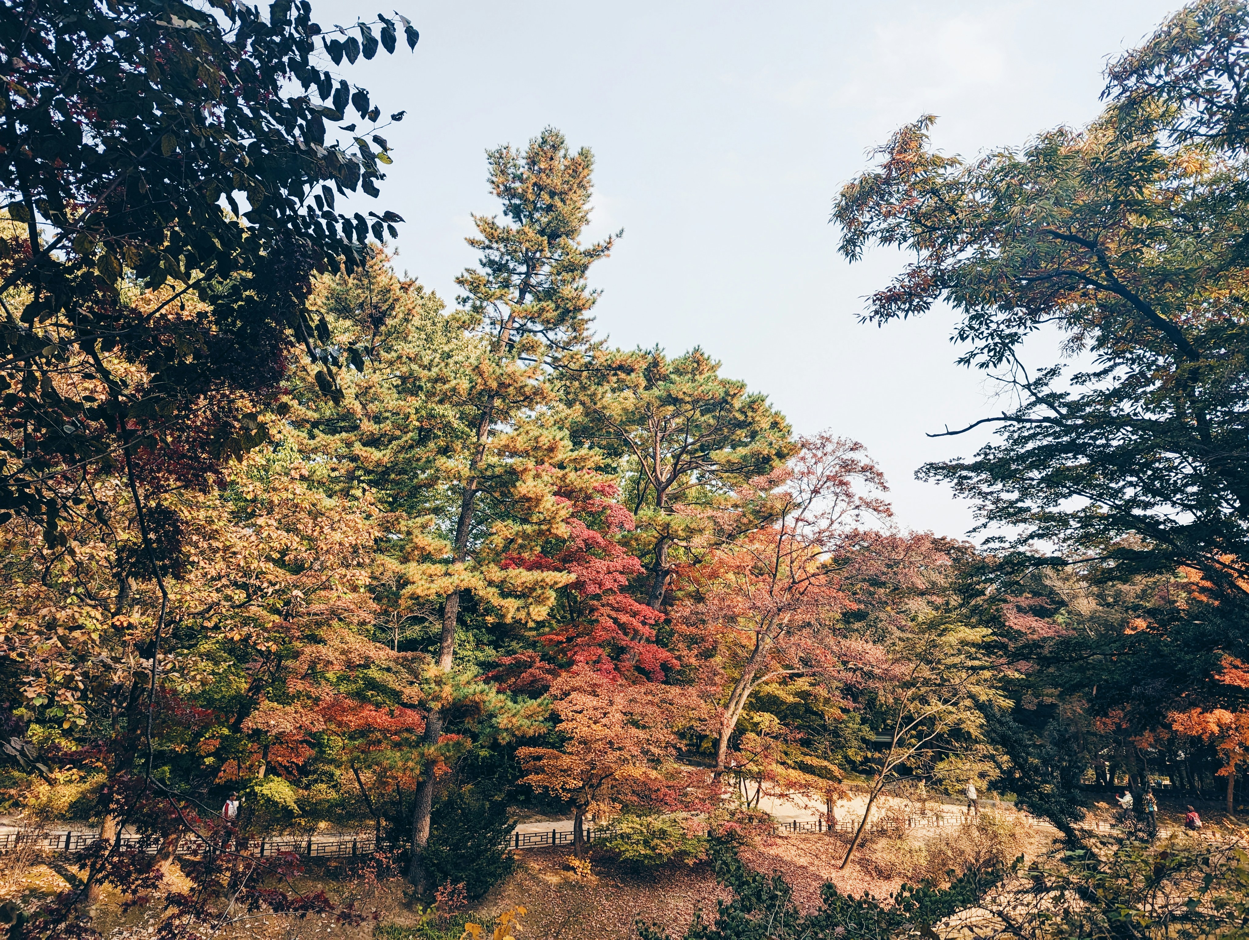 Cover Image for Digwyddiad Gwybodaeth Mannau Gwyrdd CAVO Green Spaces Information Event