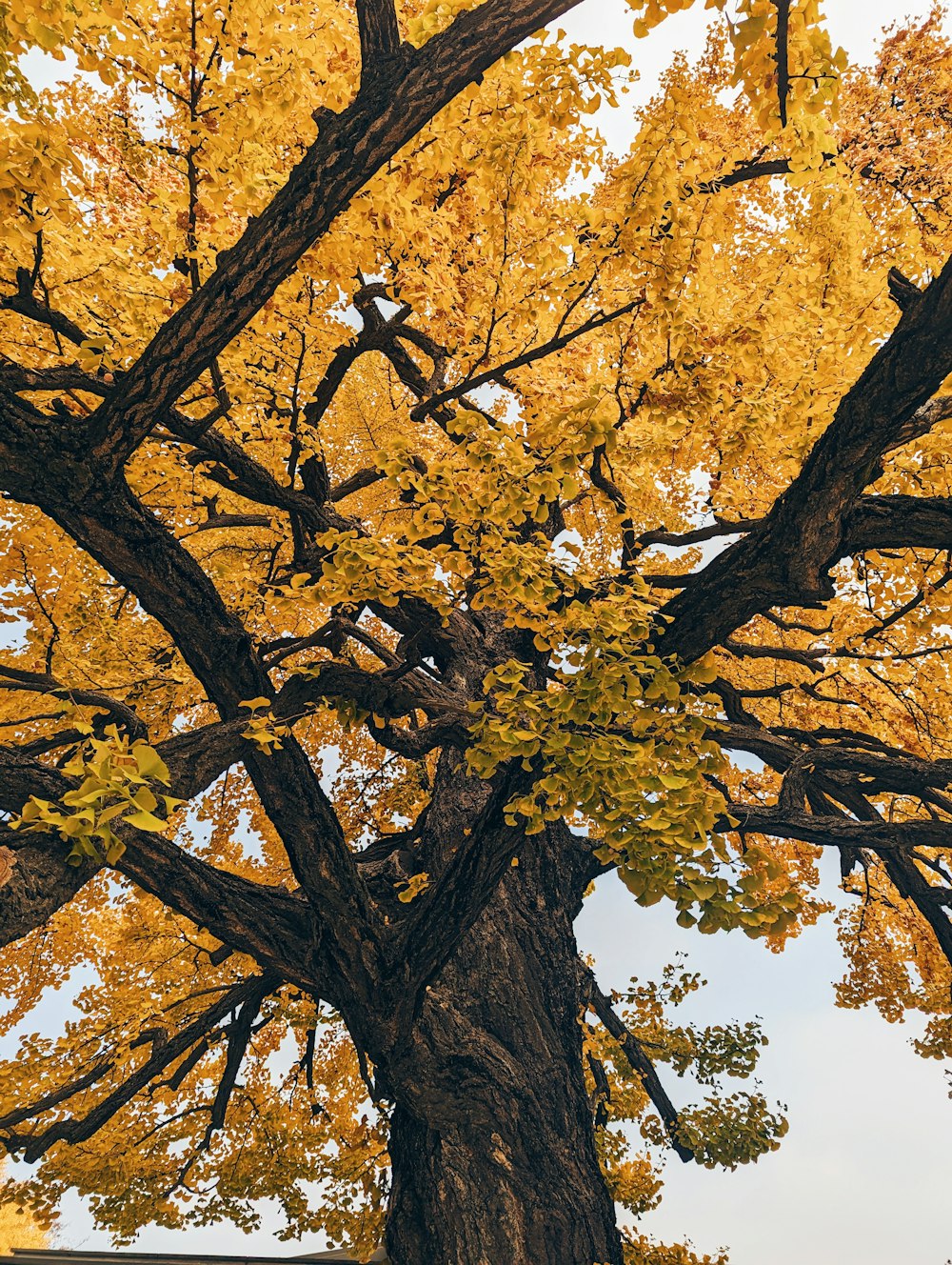 a large tree with lots of yellow leaves