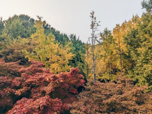 Sunlit Forest Dreams