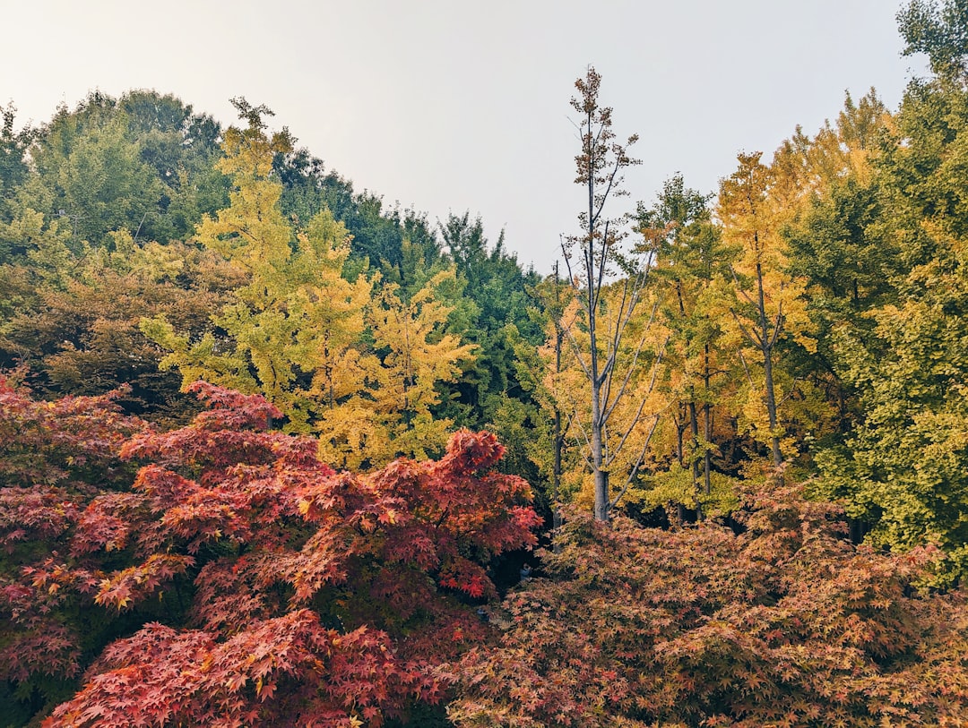 a forest filled with lots of colorful trees,
