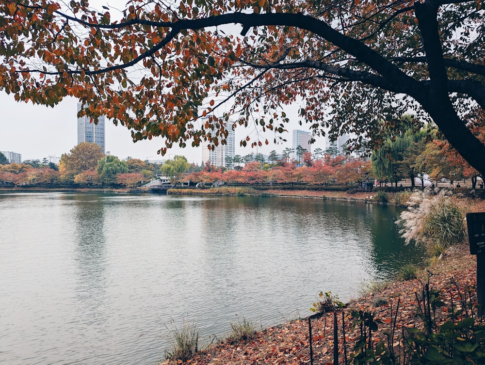 a large body of water surrounded by trees