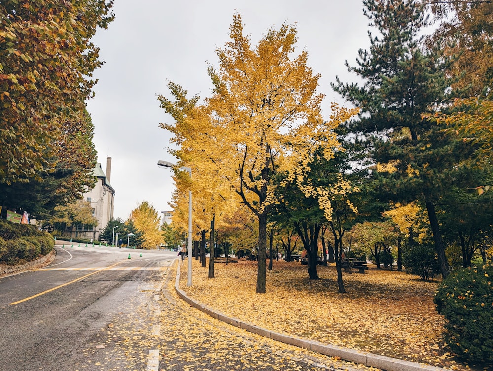 une rue avec des arbres et des feuilles jaunes au sol