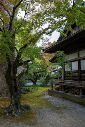 A tranquil scene features a traditional wooden structure next to lush greenery and mature trees. The building has a dark wooden exterior with a shaded area underneath. The trees exhibit a variety of leaf colors, indicating an autumn setting. Moss and small plants cover the ground, creating a serene and natural environment.