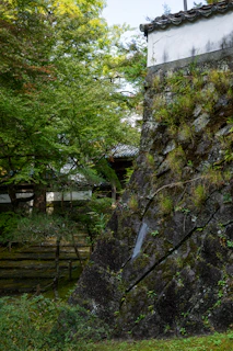 Overlapping layers of native plants and textured stone walls creating a dynamic, organic outdoor room