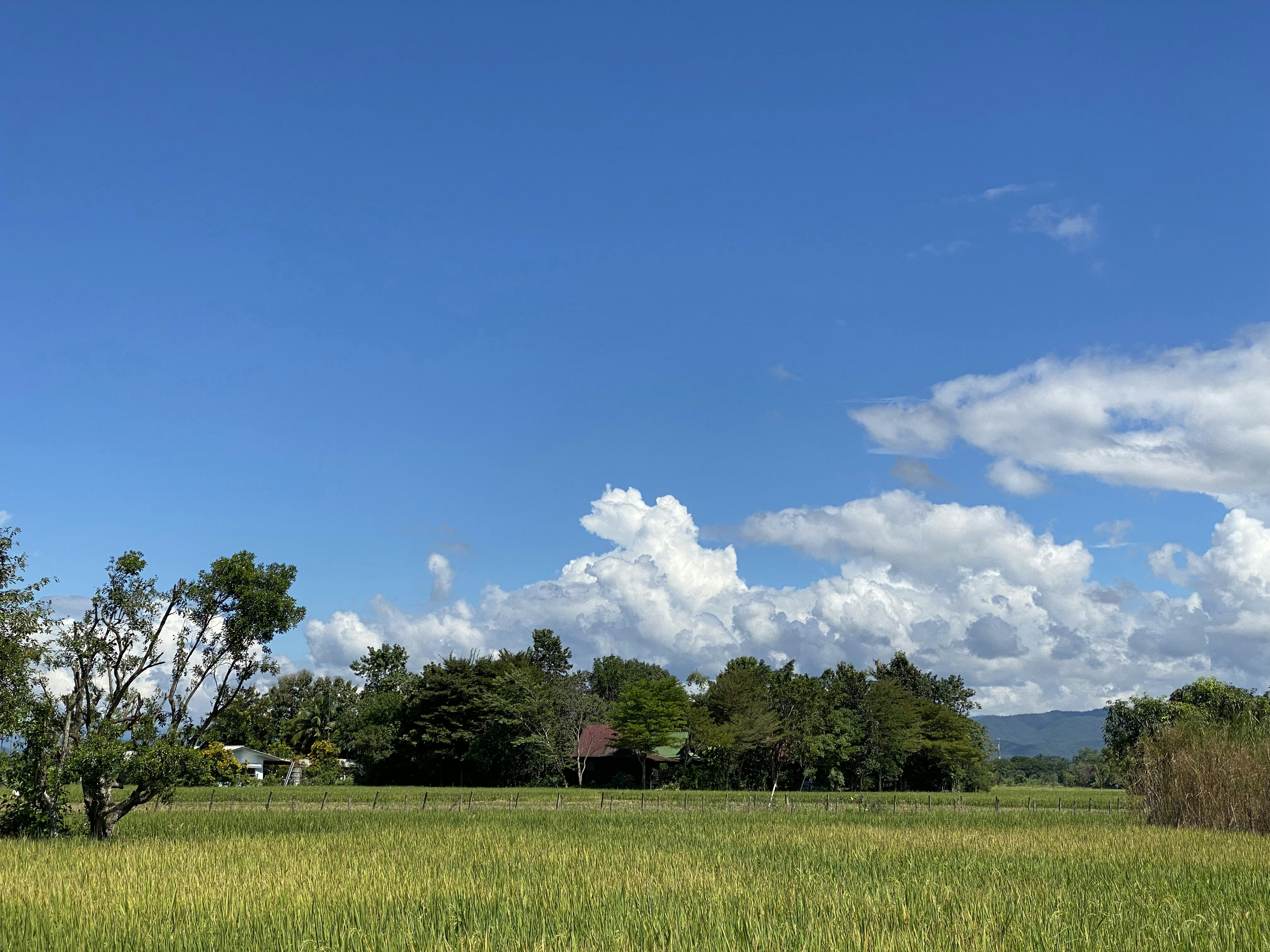 Mae Rim, Thailand - Amazing view of Traditional Old Thai House in the middle of rice fields