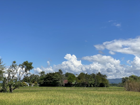 a green field with trees and clouds in the background