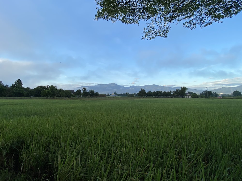 a field of grass with mountains in the background