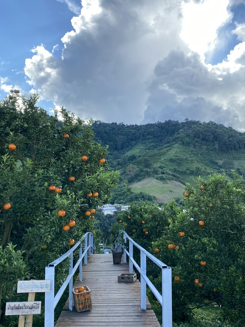 a wooden walkway leading to an orange grove