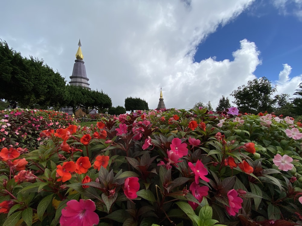 a field of flowers with a spire in the background
