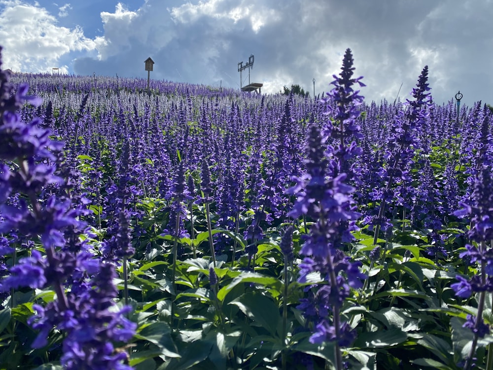 a field full of purple flowers under a cloudy sky