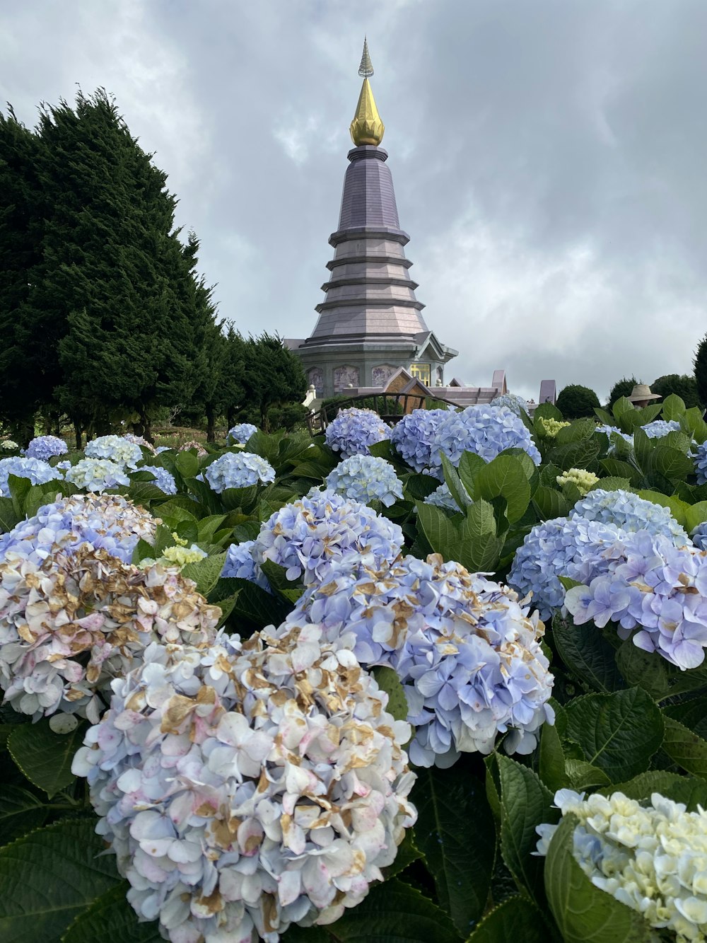 blue and white flowers in front of a pagoda