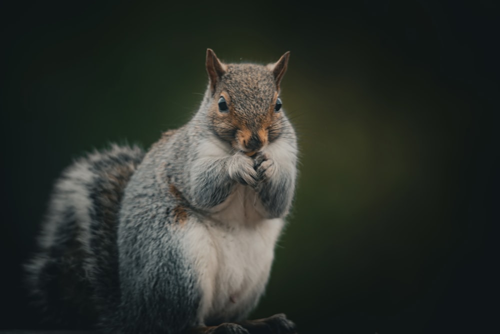 a squirrel is standing on its hind legs