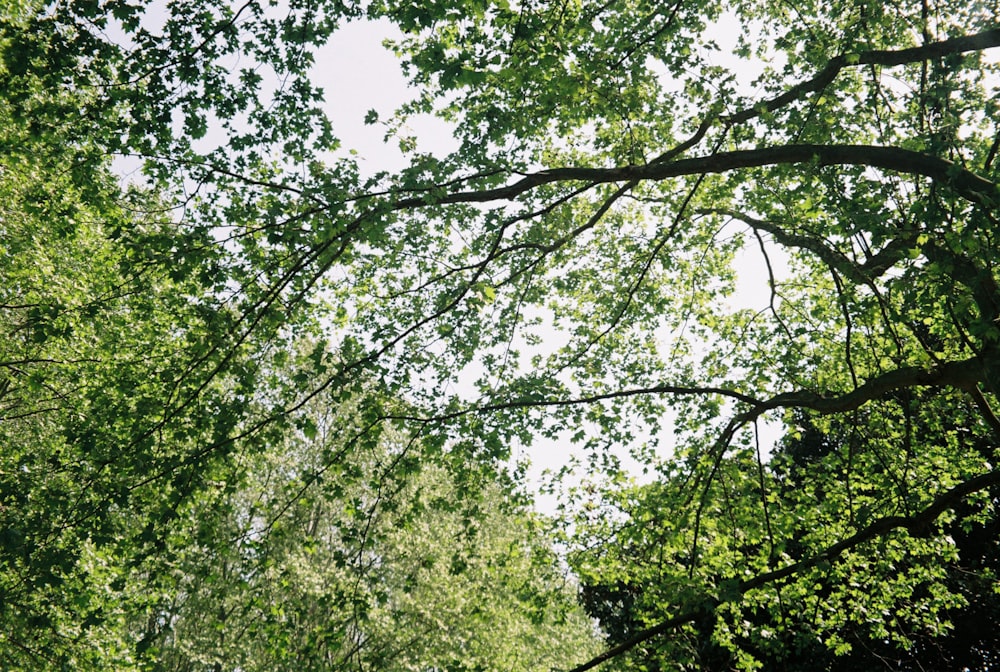 a group of trees that are next to each other