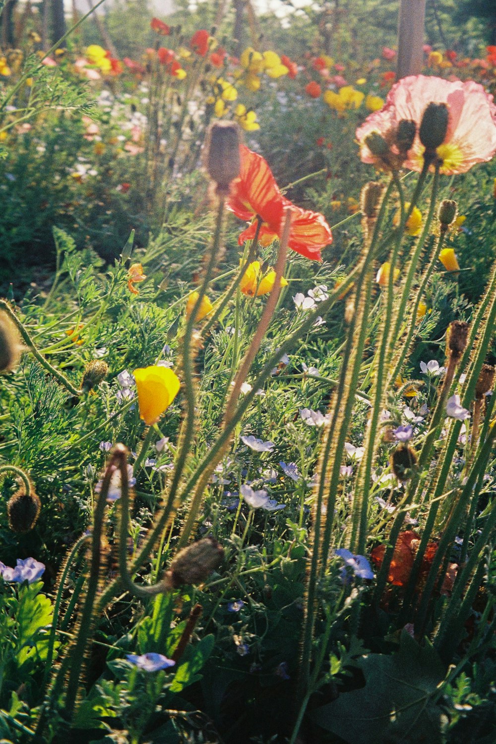 a bunch of flowers that are in the grass