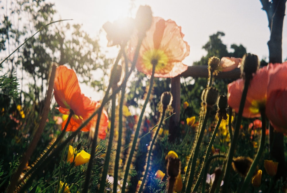 a bunch of flowers that are in the grass