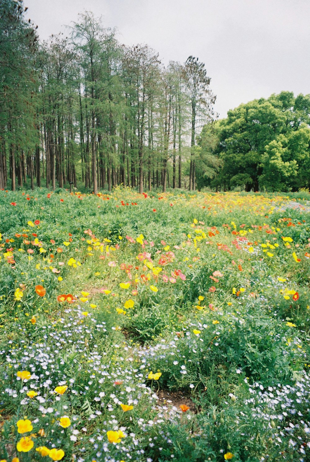 a field full of flowers and trees in the background