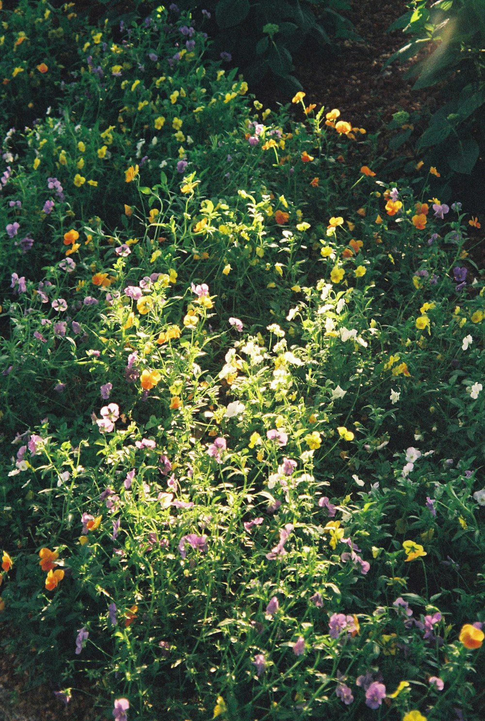 a bunch of flowers that are in the grass