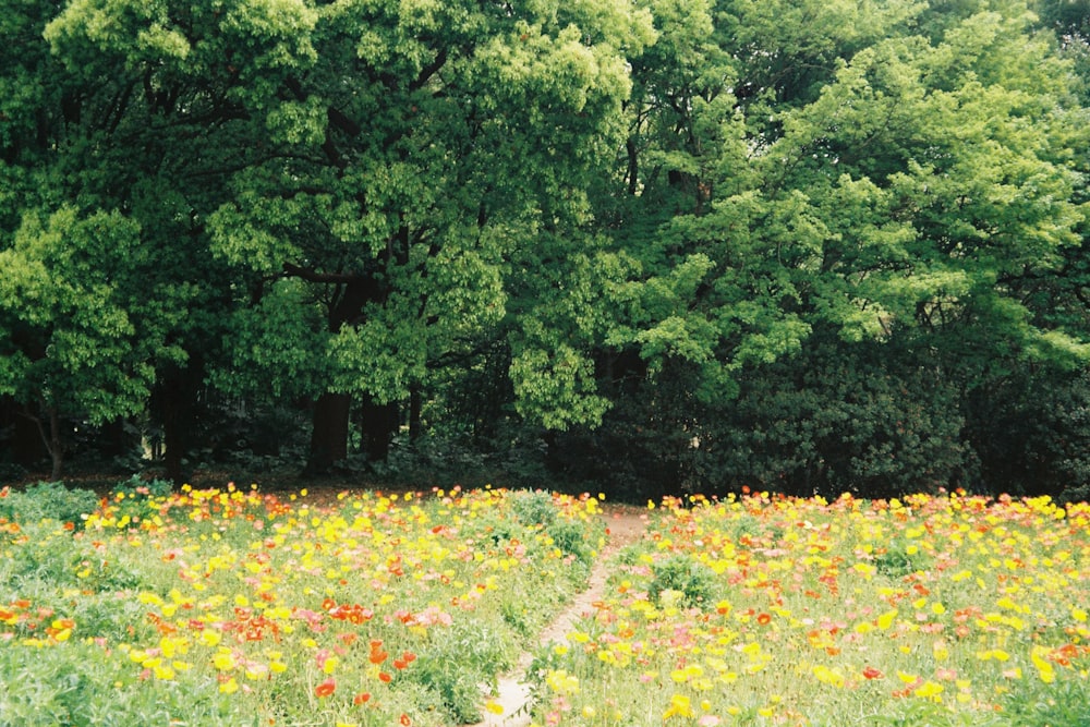 a field of flowers with trees in the background