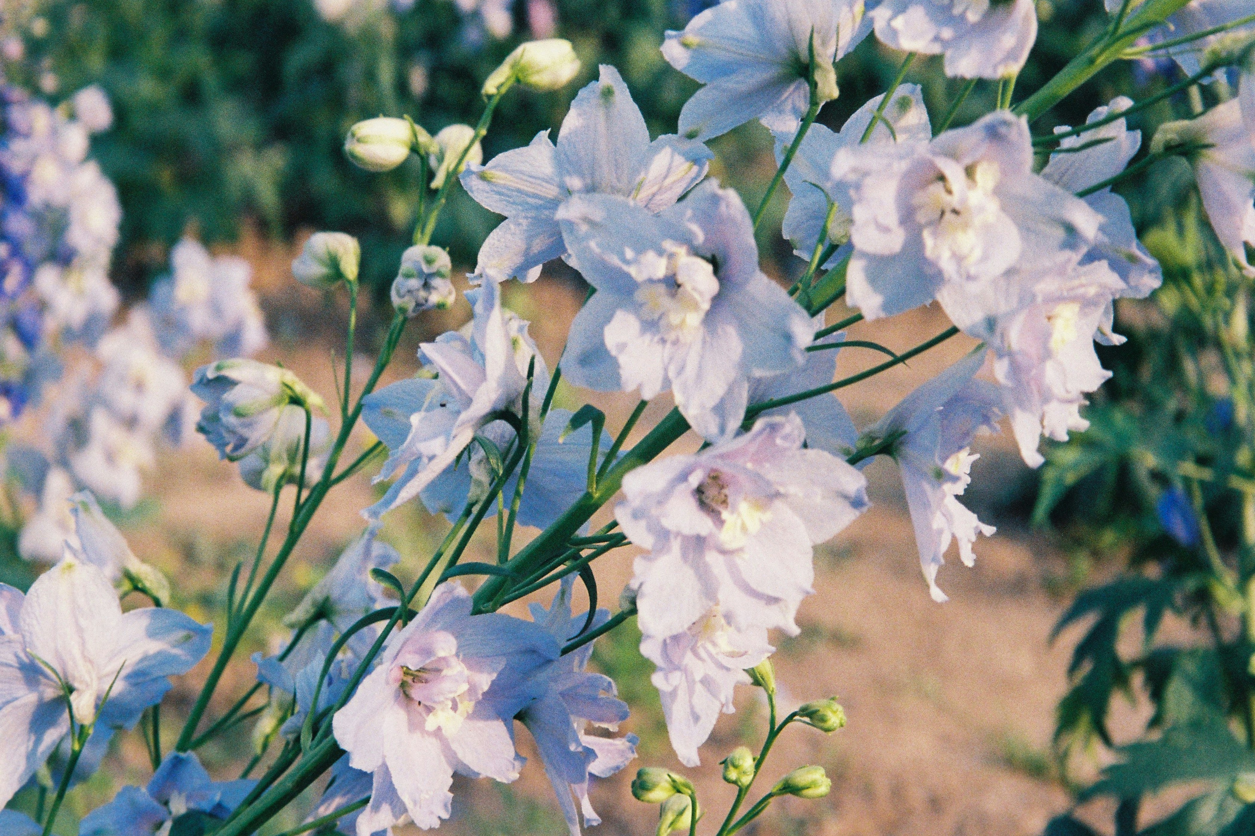 a bunch of blue and white flowers in a field