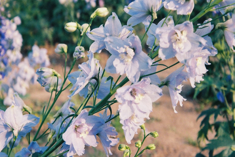 a bunch of blue and white flowers in a field