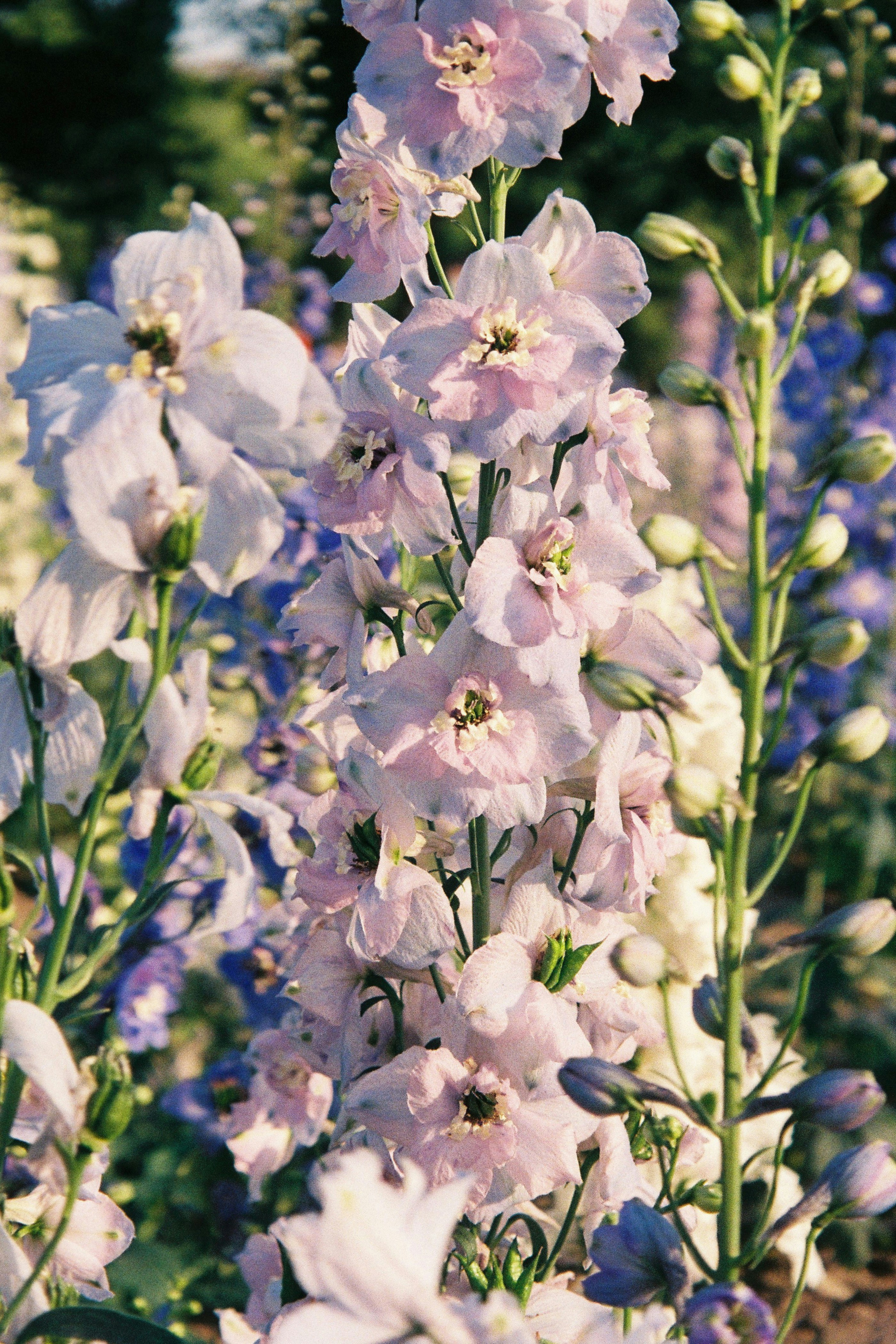 a bunch of flowers that are in the grass