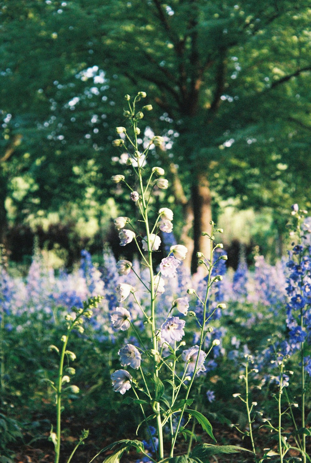 a field full of blue flowers next to a forest