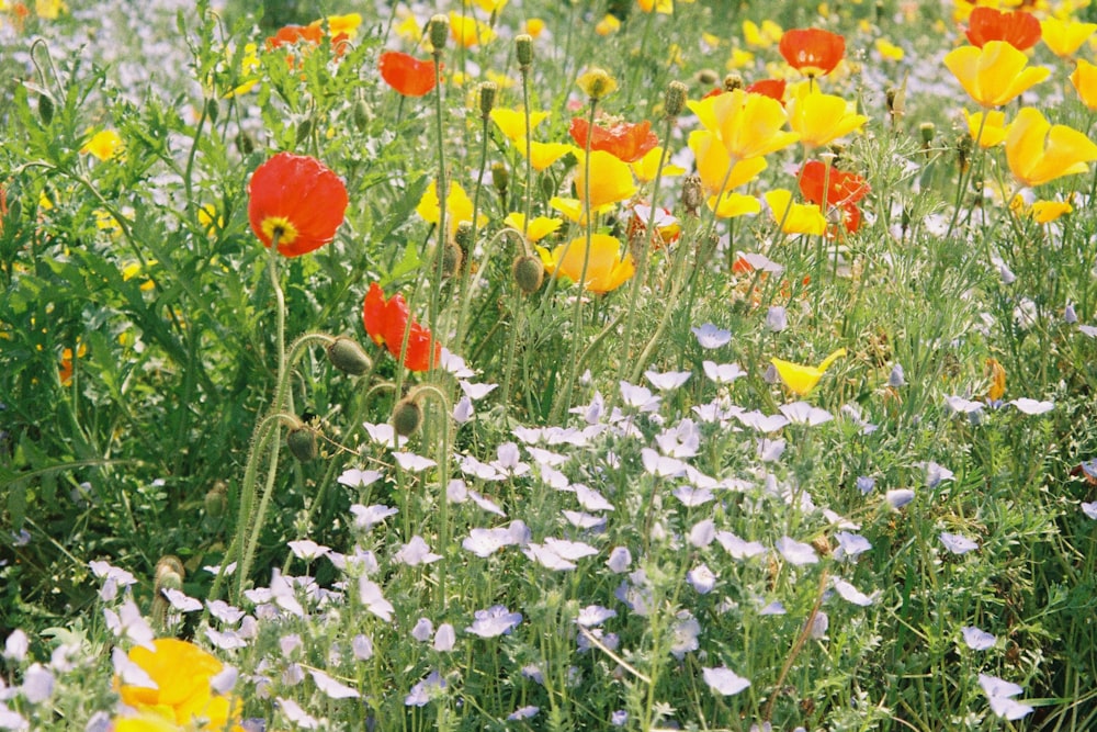 a field of wildflowers and other wild flowers