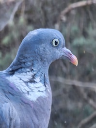 Close-up of high-quality pigeon netting in bangalore