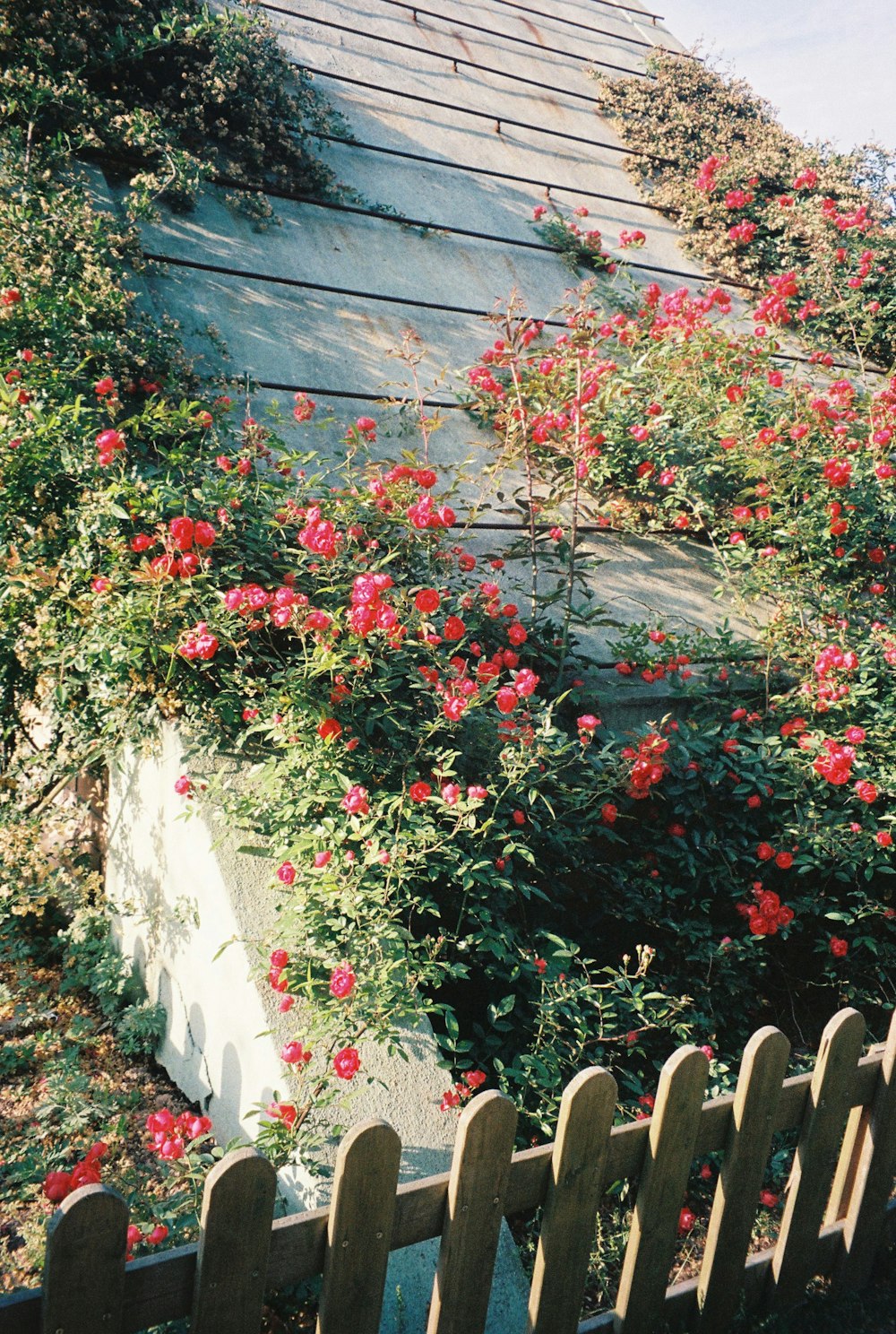 red flowers growing on the side of a building