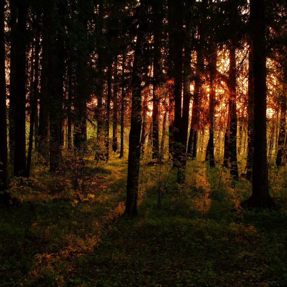 the sun is shining through the trees in the forest