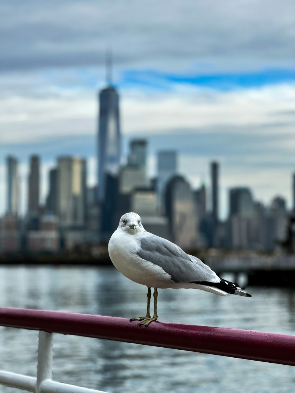 a seagull sitting on a railing overlooking a city